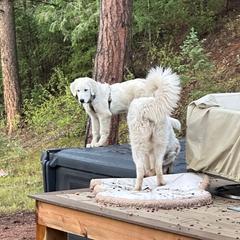 Zephyr - White male Maremma Sheepdog puppy in Kings County, California from Prancing Pony Farm Maremma Sheepdogs