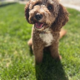 Olive - Goldendoodle