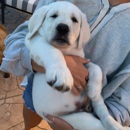 Labrador Retriever Puppies from Lucky Ranch Labradors