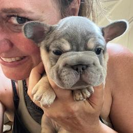 Sneezy - Blue fawn male French Bulldog puppy in Rathdrum, Idaho from Smart Pomskies and Frenchies