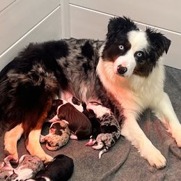 Bonnie - Australian Shepherd