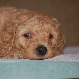 Double Doodle, Goldendoodle, and Poodle Puppies from Top of the Hill Doodles