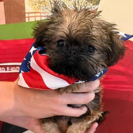 Toby (light blue) - Red male Brussels Griffon puppy in Brooks, Georgia from Brooks Berner Bears & Brussels Griffons