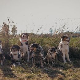 Australian Shepherds from Distant Hill Australian Shepherds
