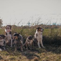 Australian Shepherds from Distant Hill Australian Shepherds