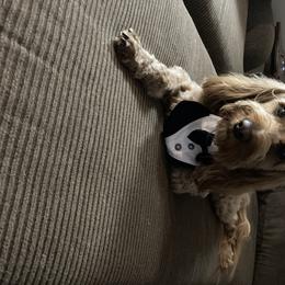 Copper  - Labradoodle