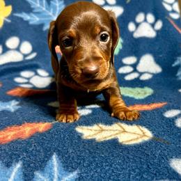 Cru - Chocolate and tan male Dachshund puppy in Carrollton, Illinois from Kelly's Doxies