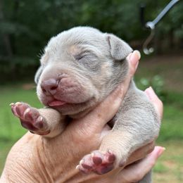 Blue Collar Lilac (AKC Silver) Tanpoint Boy Dane - Silver male Great Dane puppy in Greenville, South Carolina from Allen’s Ridge Ranch