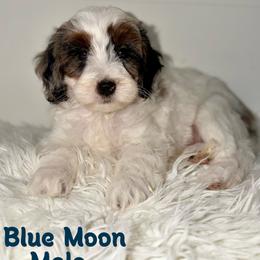 Blue Moon - Blue Merle Parti - Merle male Australian Labradoodle puppy in Beecher, Illinois from Erica’s Doodles