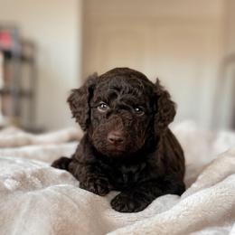 Pesto, Boy - Chocolate male Goldendoodle puppy in Maricopa, Arizona from Desert Ridge Doodles