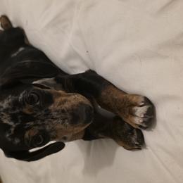 Dachshunds from Kayla Jamerson