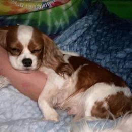Dolly - Cavalier King Charles Spaniel