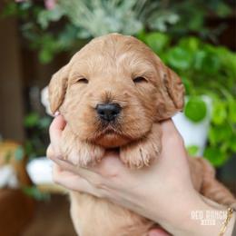 Vinyl - Apricot male Goldendoodle puppy in Salado, Texas from Red Ranch Dogs