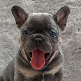 French Bulldogs from Lake Nona Frenchies