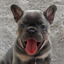 French Bulldogs from Lake Nona Frenchies