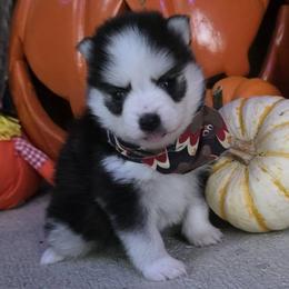 Autumn - Black and white female Pomsky puppy in Delaware, Ohio from Mini Pomskies of Ohio