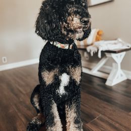 Cash - Poodle