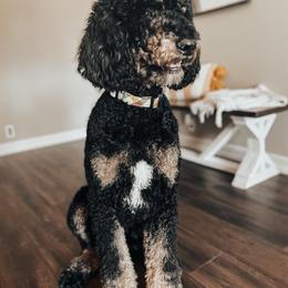 Cash - Poodle