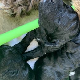 Labradoodle and Poodle Puppies from Tya’s Doodles