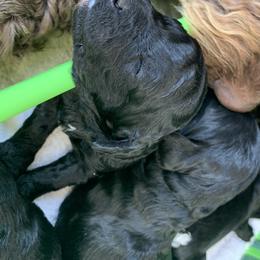 Labradoodle and Poodle Puppies from Tya’s Doodles