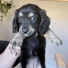 Willow - Black and tan female Dachshund puppy in Fort Worth, Texas from The Holloway Dachshunds