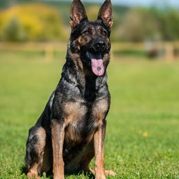 Berry - German Shepherd