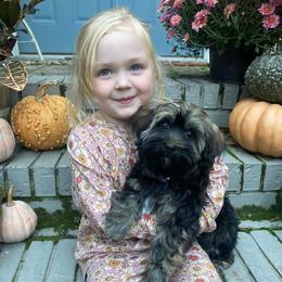 Havanese Puppies from Nanas Havanese