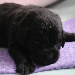 Pucker Up Buttercup  (Purple) - Black female Newfoundland puppy in Kimball Twp, Michigan from Pine River Newfoundlands