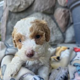 Lloyd - Yellow and white male Bernedoodle puppy in Blackfoot, Idaho from Draper Mountain Doodles