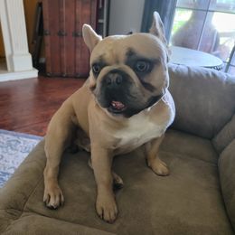 Waffles - French Bulldog