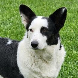 Cardigan Welsh Corgis from Mountain Paws Cardigan Welsh Corgis