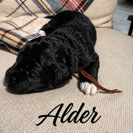 Alder - Black and white male Saint Berdoodle puppy in Garland, Texas from Brewer's Doodles and French Bulldogs