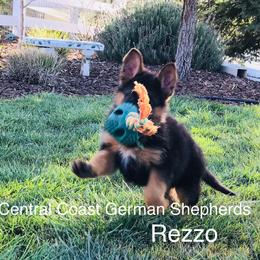 German Shepherd Puppies from Central Coast German Shepherds