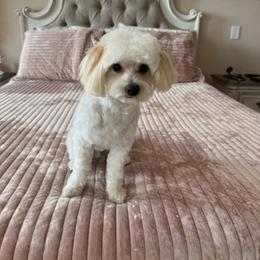 Loki - White male Poodle puppy in Pueblo West, Colorado from Little Paws Poodles