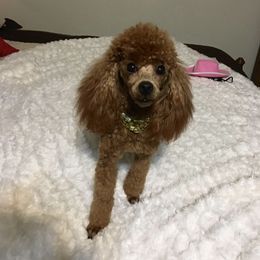 Dixie - Poodle