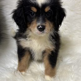 Boy 7-48 - Tri-color male Bernedoodle puppy in West Point, Iowa from Circle A Mini Goldendoodles and Mini Bernedoodles