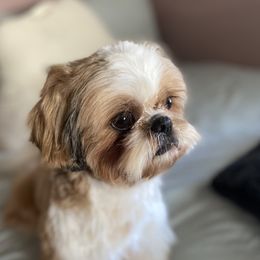 Manny - Shih Tzu