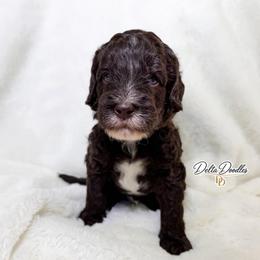 Espresso - Chocolate male Labradoodle puppy in Clovis, California from Delta Doodless