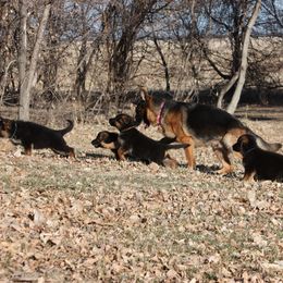 German Shepherd Puppies from vom Sippel Shepherds