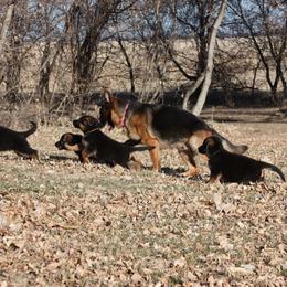 German Shepherd Puppies from vom Sippel Shepherds