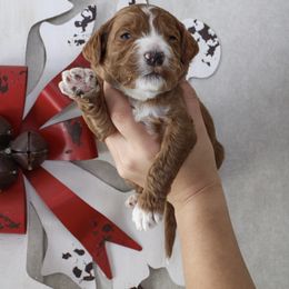 Azie - Red  male Goldendoodle puppy in Warsaw, Ohio from Lovabledoodles
