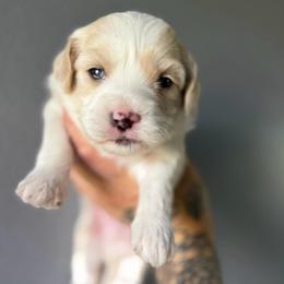 Custard - Gold and white male Shihpoo puppy in Brevard County, Florida from Enchanting Puppies