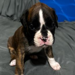 Monroe - Brindle female Boxer puppy in Kennewick, Washington from East River Boxers