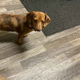 Bella - Dachshund
