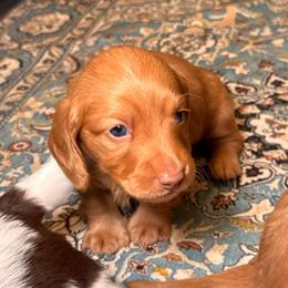 Clifford - Red male Dachshund puppy in North Auburn, California from Northern Doxie
