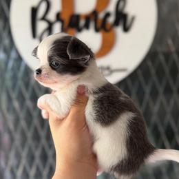 Peanut - Blue and white male Chihuahua puppy in Harrison, Michigan from Cloud9 Chihuahuas