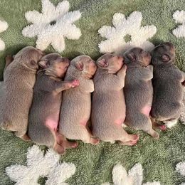 French Bulldog puppies from Maldonado Frenchies