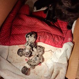 Litter H - Blue merle Chihuahua puppy in Haines City, Florida from Kassafina Kennel