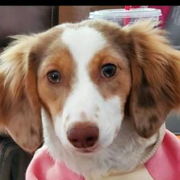 Berkley - Dachshund