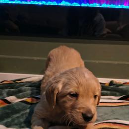 Dasher (green collar), now Potato - Golden male Golden Retriever puppy in Tenino, Washington from Oak River Goldens'
